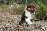 BERGER AUSTRALIEN PUPPIES 027
